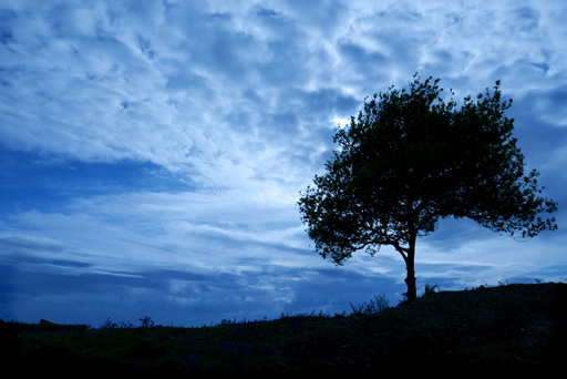 Tree at Hembury Fort, Devon