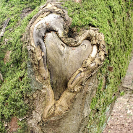 Heart shape on mossy tree trunk